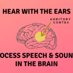pink background, brain yellow circle auditory cortex, arrow